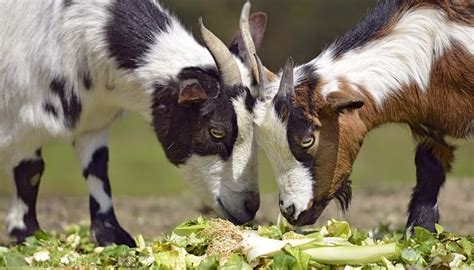 Is Goat a Safe Website? Exploring the Safety and Reliability of Online Marketplaces